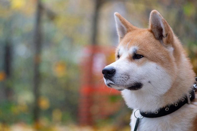 Shiba Inu in an autumn park