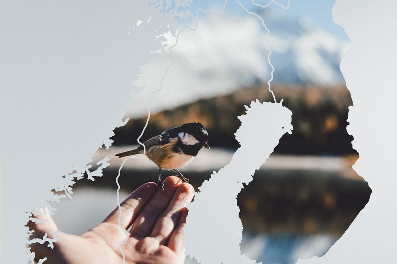 A bird landing on an open hand in front of a Scandinavian lake