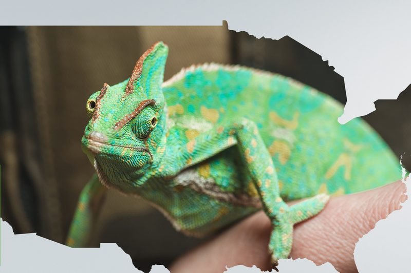 A chameleon on a hand, framed by the silhouette of the USA